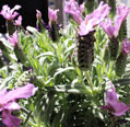 Lavendel_Blüten